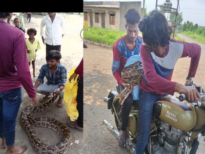 Monkeys in Python's Jaws: A herd of monkeys screams, snake friends escape | अजगराच्या जबड्यात वानर: वानरांच्या कळपाने केला आरडाओरडा, सर्पमित्रांनी केली सुटका