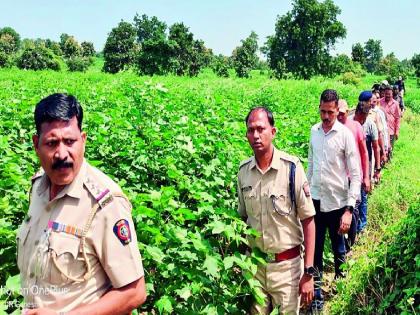 Crime against five farmers for intercropping cannabis | गांजाचे आंतरपीक घेणाऱ्या पाच शेतकऱ्यांवर गुन्हा