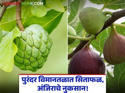 PUrandar Airport 45,000 custard apple and 13,000 mango trees will be destroyed at Purandar Airport | Purandar Airport : पुरंदर विमानतळात सिताफळाची ४५ हजार तर आंब्याची १३ हजार झाडे होणार नष्ट PUrandar Airport 45,000 custard apple and 13,000 mango trees will be destroyed at Purandar Airport | Purandar Airport : पुरंदर विमानतळात सिताफळाची ४५ हजार तर आंब्याची १३ हजार झाडे होणार नष्ट