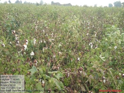 Unseasonal rain damages cotton on 462 hectares | अवकाळीचा ४६२ हेक्टरवरील कपाशीला तडाखा, नुकसानाचे क्षेत्र वाढणार