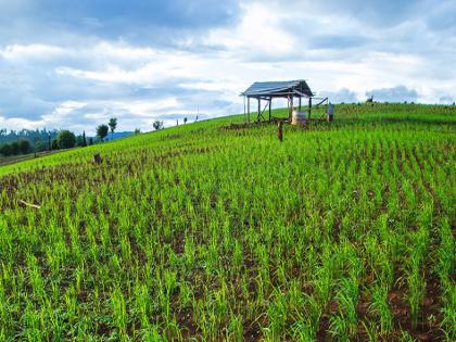 Forged signatures of 52 farmers by surveyor of crop insurance company | पीक विमा कंपनीच्या सर्व्हेअरद्वारा ५२ शेतकऱ्यांच्या खोट्या स्वाक्षऱ्या