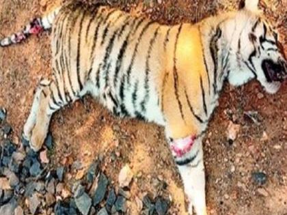 Six arrested in tiger poaching case, taken into custody from Maregaon Teli | वाघ शिकार प्रकरणात सहा आराेपींना अटक, मरेगाव टाेली येथून घेतले ताब्यात