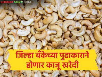 Cashew farmers to get support from 'Sahakara'; Purchase will be done at 26 centers in Sindhudurg district | काजू उत्पादकांना 'सहकारा'चा आधार; सिंधुदुर्ग जिल्ह्यातील २६ केंद्रांवर होणार खरेदी Cashew farmers to get support from 'Sahakara'; Purchase will be done at 26 centers in Sindhudurg district | काजू उत्पादकांना 'सहकारा'चा आधार; सिंधुदुर्ग जिल्ह्यातील २६ केंद्रांवर होणार खरेदी