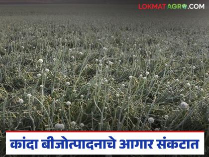 This year, onion seed production is in crisis; due to nature's misguided vision, the crop is suffering from various diseases | यंदा कांदा बीजोत्पादनाचे आगार संकटात; निसर्गाच्या वक्रदृष्टीने पिकाला विविध रोगांचा विळखा This year, onion seed production is in crisis; due to nature's misguided vision, the crop is suffering from various diseases | यंदा कांदा बीजोत्पादनाचे आगार संकटात; निसर्गाच्या वक्रदृष्टीने पिकाला विविध रोगांचा विळखा
