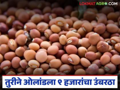 Tur market price crosses 9 thousand mark; likely to reach 10 thousand mark | तुर बाजार दराने ओलांडला ९ हजारांचा उंबरठा; १० हजाराचा टप्पा गाठण्याची शक्यता Tur market price crosses 9 thousand mark; likely to reach 10 thousand mark | तुर बाजार दराने ओलांडला ९ हजारांचा उंबरठा; १० हजाराचा टप्पा गाठण्याची शक्यता