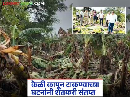 Police take action after farmers' anger; Night patrols increased in case of cutting banana crop | शेतकऱ्यांच्या संतापानंतर पोलिसांची कारवाई; केळीचे पीक कापल्याप्रकरणी रात्रीची गस्त वाढवली Police take action after farmers' anger; Night patrols increased in case of cutting banana crop | शेतकऱ्यांच्या संतापानंतर पोलिसांची कारवाई; केळीचे पीक कापल्याप्रकरणी रात्रीची गस्त वाढवली