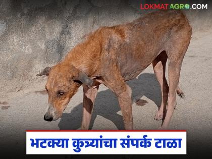 Avoid contact with stray dogs, risk of skin disease is increasing; Citizens, be careful | भटक्या कुत्र्यांचा संपर्क टाळा, त्वचारोगाचा वाढतोय धोका; नागरिकांनो काळजी घ्या Avoid contact with stray dogs, risk of skin disease is increasing; Citizens, be careful | भटक्या कुत्र्यांचा संपर्क टाळा, त्वचारोगाचा वाढतोय धोका; नागरिकांनो काळजी घ्या