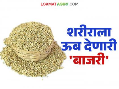 You will also be amazed after reading the benefits and health effects of eating millet in winter. | हिवाळ्यात बाजरी खाण्याचे फायदे आणि आरोग्यदायक परिणाम वाचून तुम्हीही होणार थक्क You will also be amazed after reading the benefits and health effects of eating millet in winter. | हिवाळ्यात बाजरी खाण्याचे फायदे आणि आरोग्यदायक परिणाम वाचून तुम्हीही होणार थक्क