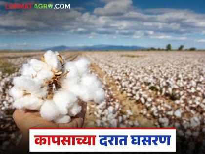 Cotton prices fall by Rs 600; Cotton prices continue to fall for the last three days | ६०० रुपयांनी घसरले कापसाचे भाव; गेल्या तीन दिवसांपासून कापसाच्या भावात घसरण सुरूच Cotton prices fall by Rs 600; Cotton prices continue to fall for the last three days | ६०० रुपयांनी घसरले कापसाचे भाव; गेल्या तीन दिवसांपासून कापसाच्या भावात घसरण सुरूच