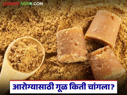 उत्तम आरोग्यासाठी साखर खाणं हानिकारकच, पण गूळ किती चांगला? जाणून घ्या सविस्तर
