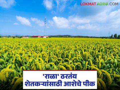 Nutrient-rich Rala crop gets boost in 'Ya' district; It is becoming an important crop in terms of sustainable agriculture | पोषणमूल्यांनी समृद्ध राळा पिकास 'या' जिल्ह्यात मिळाली चालना; शाश्वत शेतीच्या दृष्टीने ठरतंय महत्वाचे पीक Nutrient-rich Rala crop gets boost in 'Ya' district; It is becoming an important crop in terms of sustainable agriculture | पोषणमूल्यांनी समृद्ध राळा पिकास 'या' जिल्ह्यात मिळाली चालना; शाश्वत शेतीच्या दृष्टीने ठरतंय महत्वाचे पीक
