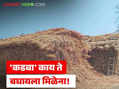 Nutritious dry fodder has become scarce; The price of fodder has increased due to the decrease in the cultivation of sorghum and millet. | पौष्टिक सुका चारा कडाडला; ज्वारी-बाजरीची लागवड घटल्याने कडब्याचे वाढले दर Nutritious dry fodder has become scarce; The price of fodder has increased due to the decrease in the cultivation of sorghum and millet. | पौष्टिक सुका चारा कडाडला; ज्वारी-बाजरीची लागवड घटल्याने कडब्याचे वाढले दर