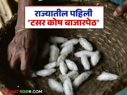 The state's first 'Tasar Kosh Market' will be launched in Armori; Read in detail | आरमोरीत सुरू होणार राज्यातील पहिली 'टसर कोष बाजारपेठ'; वाचा सविस्तर The state's first 'Tasar Kosh Market' will be launched in Armori; Read in detail | आरमोरीत सुरू होणार राज्यातील पहिली 'टसर कोष बाजारपेठ'; वाचा सविस्तर