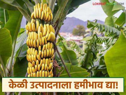 Efforts are being made to get guaranteed price for bananas based on production cost - Kiran Chavan | केळीला उत्पादन खर्चावर आधारित हमीभाव मिळवून देण्यासाठी प्रयत्नशील - किरण चव्हाण Efforts are being made to get guaranteed price for bananas based on production cost - Kiran Chavan | केळीला उत्पादन खर्चावर आधारित हमीभाव मिळवून देण्यासाठी प्रयत्नशील - किरण चव्हाण