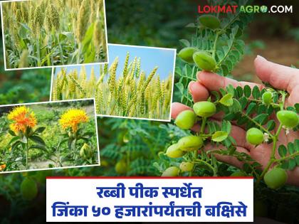 Participate in the Rabi Crop Competition for Jowar, Wheat, Gram, Sorghum and Linseed and win prizes up to Rs. 50,000 | ज्वारी, गहू, हरभरा, करडई आणि जवस या पिकांच्या रब्बी पीक स्पर्धेत भाग घ्या आणि जिंका ५० हजारांपर्यंतची बक्षिसे Participate in the Rabi Crop Competition for Jowar, Wheat, Gram, Sorghum and Linseed and win prizes up to Rs. 50,000 | ज्वारी, गहू, हरभरा, करडई आणि जवस या पिकांच्या रब्बी पीक स्पर्धेत भाग घ्या आणि जिंका ५० हजारांपर्यंतची बक्षिसे