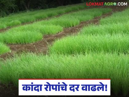 Will onion cultivation become expensive this year? Farmers are wandering in mountainous areas for onion seedlings; prices have also increased! | यंदा कांदा लागवड महागणार? कांदा रोपांसाठी शेतकऱ्यांची डोंगराळ भागात भटकंती; दरही वाढले! Will onion cultivation become expensive this year? Farmers are wandering in mountainous areas for onion seedlings; prices have also increased! | यंदा कांदा लागवड महागणार? कांदा रोपांसाठी शेतकऱ्यांची डोंगराळ भागात भटकंती; दरही वाढले!