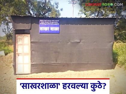 Sugar factories have started the crushing process with vigor; but the bell of the 'sugarschool' has not rung anywhere | साखर कारखान्यांनी जोमाने सुरू केली गाळपाची बत्ती; 'साखरशाळा'ची मात्र कुठेच वाजेना घंटी Sugar factories have started the crushing process with vigor; but the bell of the 'sugarschool' has not rung anywhere | साखर कारखान्यांनी जोमाने सुरू केली गाळपाची बत्ती; 'साखरशाळा'ची मात्र कुठेच वाजेना घंटी