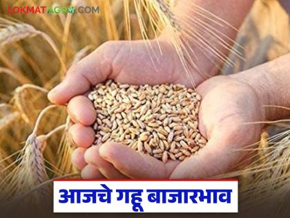 What is the status of the state's wheat market; Know today's market prices | राज्याच्या गहू बाजाराची काय आहे स्थिती; जाणून घ्या आजचे बाजारभाव What is the status of the state's wheat market; Know today's market prices | राज्याच्या गहू बाजाराची काय आहे स्थिती; जाणून घ्या आजचे बाजारभाव
