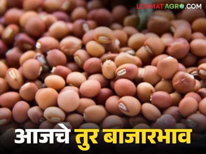 In which market of Vidarbha and Marathwada is Tur getting the highest price? Read today's market price | विदर्भ आणि मराठवाड्याच्या कोणत्या बाजारात मिळतोय तुरीला सर्वाधिक दर? वाचा आजचे बाजारभाव In which market of Vidarbha and Marathwada is Tur getting the highest price? Read today's market price | विदर्भ आणि मराठवाड्याच्या कोणत्या बाजारात मिळतोय तुरीला सर्वाधिक दर? वाचा आजचे बाजारभाव
