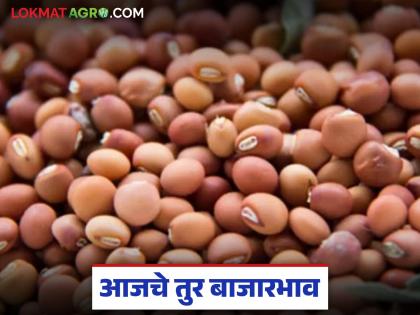 What is the status of tur market prices in the state? Has the price increased or decreased; Read today's tur market prices | काय आहे राज्यातील तुर बाजारभावाची स्थिती? दर वधारले की मंदावले; वाचा आजचे तुर बाजारभाव What is the status of tur market prices in the state? Has the price increased or decreased; Read today's tur market prices | काय आहे राज्यातील तुर बाजारभावाची स्थिती? दर वधारले की मंदावले; वाचा आजचे तुर बाजारभाव