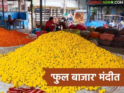 Despite the wedding, pilgrimage, and festival season, the flower market is in a slump; farmers have stopped harvesting | लग्नसराई, यात्रा, सण-उत्सवांचा हंगाम असूनही फुल बाजार मंदीत; शेतकऱ्यांनी थांबवली तोडणी Despite the wedding, pilgrimage, and festival season, the flower market is in a slump; farmers have stopped harvesting | लग्नसराई, यात्रा, सण-उत्सवांचा हंगाम असूनही फुल बाजार मंदीत; शेतकऱ्यांनी थांबवली तोडणी