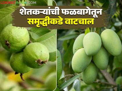 Moving from orchard to prosperity; Mango, guava and other fruits cultivated on 1,122 hectares in 'Ya' district | फळबागेतून समृद्धीकडे वाटचाल; १ हजार १२२ हेक्टरवर आंबा, पेरूसह अन्य फळांची 'या' जिल्ह्यात लागवड Moving from orchard to prosperity; Mango, guava and other fruits cultivated on 1,122 hectares in 'Ya' district | फळबागेतून समृद्धीकडे वाटचाल; १ हजार १२२ हेक्टरवर आंबा, पेरूसह अन्य फळांची 'या' जिल्ह्यात लागवड