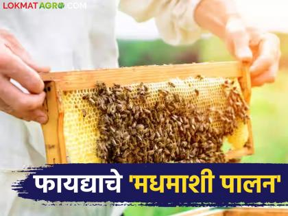 'Beekeeping' will provide support; Take initiative to boost rural economy | 'मधमाशी पालन' देईल साथ; ग्रामीण अर्थव्यवस्थेला चालना देण्यासाठी घ्या पुढाकार 'Beekeeping' will provide support; Take initiative to boost rural economy | 'मधमाशी पालन' देईल साथ; ग्रामीण अर्थव्यवस्थेला चालना देण्यासाठी घ्या पुढाकार