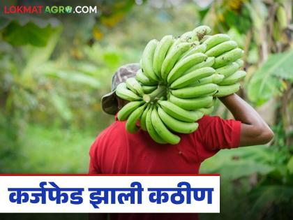 How can you repay your loans if you don't get any income? Farmers find it difficult to repay their loans due to low banana prices | उत्पन्नच मिळत नसेल तर कर्ज फेडायचे कसे? केळीला कमी दर मिळत असल्याने शेतकऱ्यांना कर्जफेड झाली कठीण How can you repay your loans if you don't get any income? Farmers find it difficult to repay their loans due to low banana prices | उत्पन्नच मिळत नसेल तर कर्ज फेडायचे कसे? केळीला कमी दर मिळत असल्याने शेतकऱ्यांना कर्जफेड झाली कठीण
