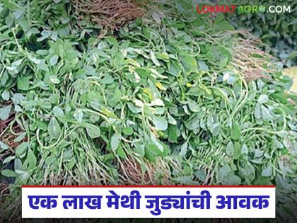 The arrival of fenugreek and coriander in the market has increased; Read what is the price being offered | बाजारात मेथी आणि कोथिंबीरीची आवक वाढली; वाचा काय मिळतोय दर The arrival of fenugreek and coriander in the market has increased; Read what is the price being offered | बाजारात मेथी आणि कोथिंबीरीची आवक वाढली; वाचा काय मिळतोय दर