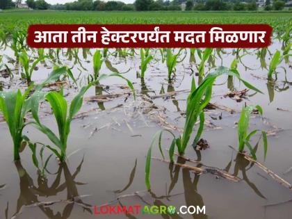 Now, the affected area is considered to be 3 hectares and the aid will be provided; The state government's decision will benefit flood-affected farmers | आता बाधित क्षेत्र ३ हेक्टर मानून मदत; राज्य सरकारचा निर्णयाने पूरग्रस्त शेतकऱ्यांना होणार लाभ Now, the affected area is considered to be 3 hectares and the aid will be provided; The state government's decision will benefit flood-affected farmers | आता बाधित क्षेत्र ३ हेक्टर मानून मदत; राज्य सरकारचा निर्णयाने पूरग्रस्त शेतकऱ्यांना होणार लाभ