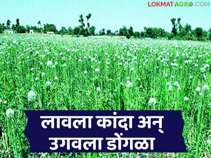 Farmer cheated in onion seeds; Onion planted in 15 clumps grew but did not sprout | कांदा बियाण्यात शेतकऱ्याची फसवणूक; १५ गुंठ्यांत लावला कांदा उगवला मात्र डोंगळा Farmer cheated in onion seeds; Onion planted in 15 clumps grew but did not sprout | कांदा बियाण्यात शेतकऱ्याची फसवणूक; १५ गुंठ्यांत लावला कांदा उगवला मात्र डोंगळा