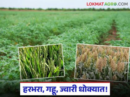 Gram, wheat, jowar crops at risk due to persistent cloudy weather; Management costs also increase this year | सततच्या ढगाळ वातावरणामुळे हरभरा, गहू, ज्वारी पिके धोक्यात; व्यवस्थापन खर्चातही यंदा वाढ Gram, wheat, jowar crops at risk due to persistent cloudy weather; Management costs also increase this year | सततच्या ढगाळ वातावरणामुळे हरभरा, गहू, ज्वारी पिके धोक्यात; व्यवस्थापन खर्चातही यंदा वाढ