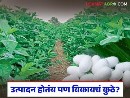 Farmers are stranded in neighboring districts due to lack of market in Hingoli for selling silkworm cocoons | रेशीम कोष विक्रीकरिता हिंगोलीत बाजार नसल्याने शेतकऱ्यांची परजिल्ह्यात वणवण Farmers are stranded in neighboring districts due to lack of market in Hingoli for selling silkworm cocoons | रेशीम कोष विक्रीकरिता हिंगोलीत बाजार नसल्याने शेतकऱ्यांची परजिल्ह्यात वणवण