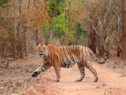 Quota reserved for foreign tourists in Pench Tiger Reserve: Vijayalakshmi Bidari | पेंच व्याघ्र प्रकल्पात विदेशी पर्यटकांसाठी आरक्षित कोटा: विजयलक्ष्मी बिदरी