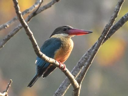 Discovery of Biodiversity in Ambabarwa Sanctuary in New Year | नववर्षात अंबाबरवा अभयारण्यातील जैवविविधतेचा शोध