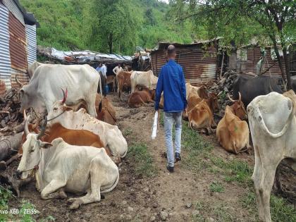 Rescue of 28 cows cruelly bound for slaughter | कत्तलीच्या उद्देशाने निर्दयतेने बांधलेले २८ गोवंशांची सुटका