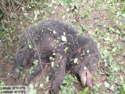 Bear killed in collision with unknown vehicle Incident on Arjuni Morgaon-Sangadi road | अज्ञात वाहनाच्या धडकेत अस्वल ठार अर्जुनी मोरगाव-सानगडी मार्गावरील घटना