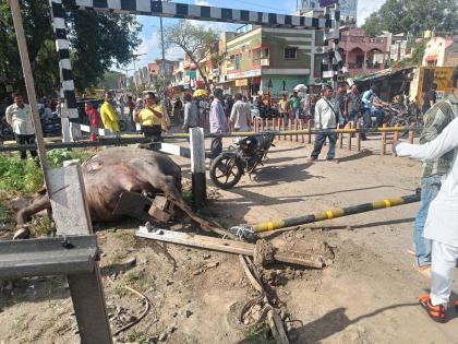 Four buffaloes died under Hyderabad Express, Shivajinagar railway gate closed for five hours | हैद्राबाद एक्स्प्रेसच्या खाली चार म्हशींचा मृत्यू, पाच तासांपासून शिवाजीनगर रेल्वे गेट बंद