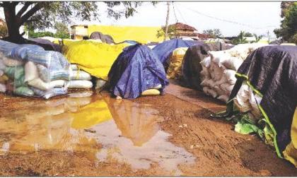 Paddy sprouted while paddy became wet | बळीराजावर अस्मानी संकट; धानाला फुटले अंकूर तर कापूस झाला ओलाचिंब