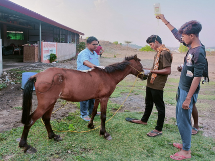 "Abandoned on the street because of old age" blind and old 'Jitu' was rescued by Vasa in an injured state | "म्हातारा झाला म्हणून रस्त्यावर सोडला", आंधळा आणि म्हाताऱ्या 'जितू'ला वसाने केले रेस्क्यू