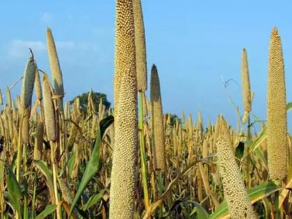 Millets in the cold and Makar Sankranti season | थंडी अन् मकर संक्रांतीत बाजरी देतेय मायेची ऊब