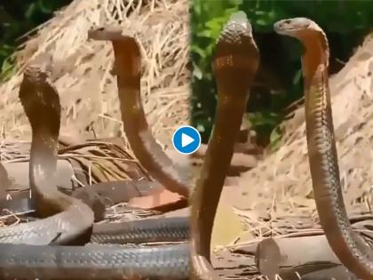 King cobra dance video goes viral on social media | VIDEO: अनेकांचा नागिण डान्स तुम्ही पाहिला असेल, आता किंग कोब्राचा 'रोमॅंटिक डान्स' बघा...