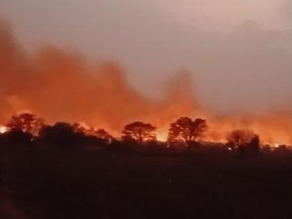 Velva Cellur forest in Chandrapur district on fire; Burn the trees in the plant station | चंद्रपूर जिल्ह्यातील वेळवा सेल्लूर जंगलाला  भीषण आग; प्लॅंटस्टेशनमधील झाडे जळून खाक