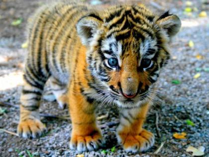 In the forest of Nagpur, found six pieces of a tiger's cub | नागपूरनजिकच्या जंगलात वाघाच्या बछड्याचे सहा तुकडे आढळले