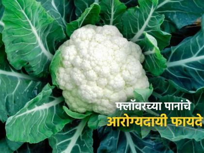 6 amazing benefits of cauliflower leaves it is good for bones, heart and diabetes | फ्लॉवरच्या पानांमध्ये असतात अनेक पोषक तत्व, फायदे वाचाल कचरा समजून कधीच फेकणार नाही!