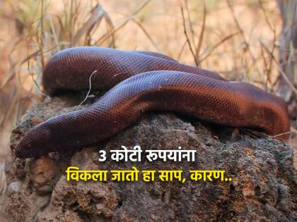 Know why are sand boas demand one costliest reptiles in black market | काय सांगता! 3 कोटी रूपयांना विकला जातो हा साप, पण याला ब्लॅक मार्केटमध्ये इतकी डिमांड का आहे?