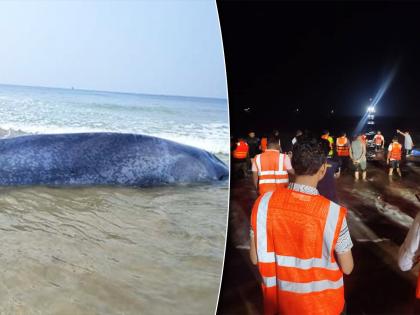 After 42 hours of tireless rescue operation finally the baby whale fish left for the deep sea | तब्बल ४२ तासांचे अथक परिश्रम, अखेर देवमाशाचे पिल्लू खोल समुद्रात रवाना