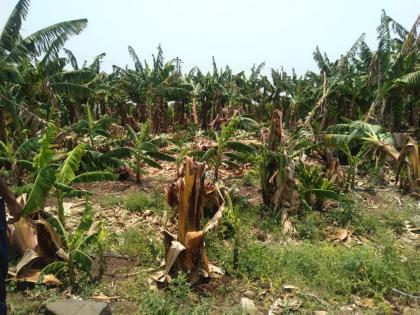 Grape and banana orchards leveled at Mahisal due to storms and heavy rains | म्हैसाळ येथे वादळ व जोरदार पावसामुळे द्राक्ष व केळीच्या बाग भुईसपाट Grape and banana orchards leveled at Mahisal due to storms and heavy rains | म्हैसाळ येथे वादळ व जोरदार पावसामुळे द्राक्ष व केळीच्या बाग भुईसपाट