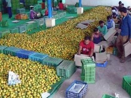 Orange rates down from ‘Vidarbha’s California’, | ‘विदर्भाच्या कॅलिफोर्निया’तील संत्री मातीमोल, दर नीचांकी