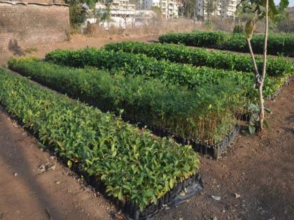 Preparation of planting four lakhs of trees in Nandurbar district | नंदुरबार जिल्ह्यात चार लाख झाडांच्या लागवडीची तयारी